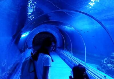The Great Aquarium