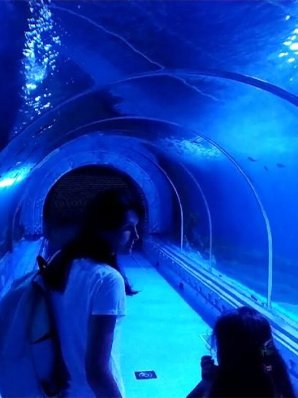 The Great Aquarium