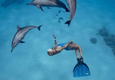 Dolphin Cruise