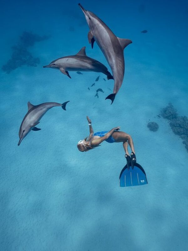 Dolphin Cruise