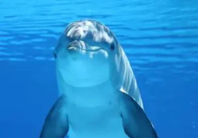 Dolphin House