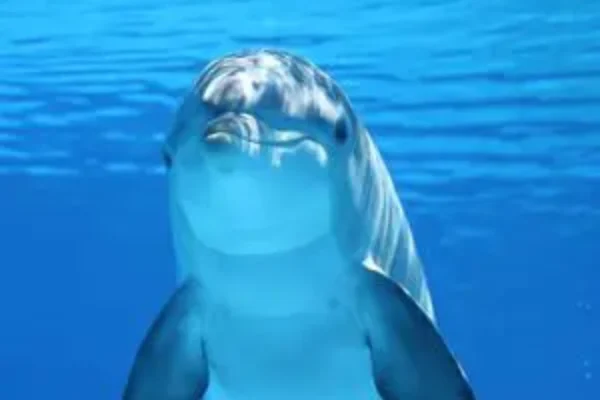 Dolphin House