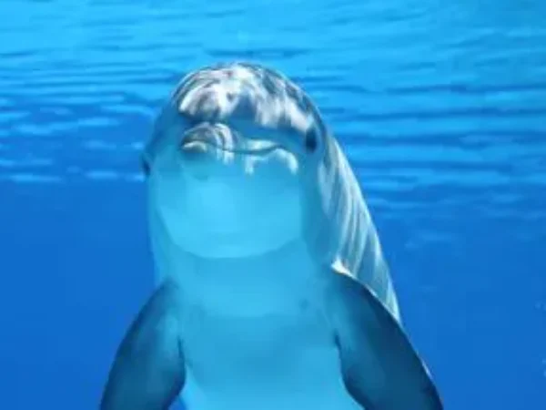 Dolphin House