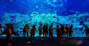 5 Astonishing Wonders of Hurghada Grand Aquarium