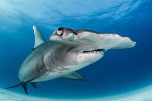 Red Sea Sharks :hammerhead-shark