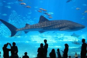 Hurghada Excursions :hurghada grand aquarium