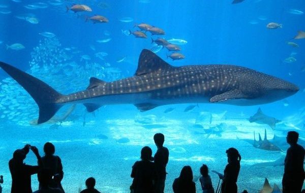 5 Astonishing Wonders of Hurghada Grand Aquarium